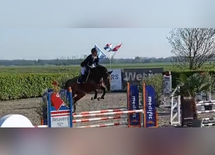 KWPN, Wallach, 4 Jahre, 165 cm, Brauner