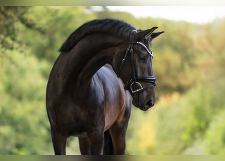 KWPN, Wallach, 4 Jahre, 165 cm, Dunkelbrauner