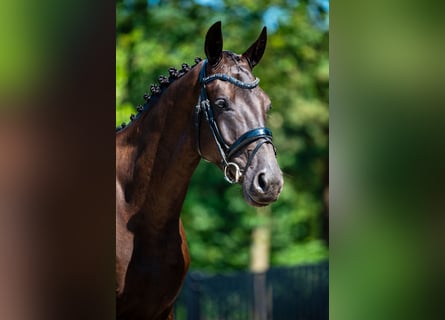 KWPN, Wallach, 4 Jahre, 165 cm, Rappe