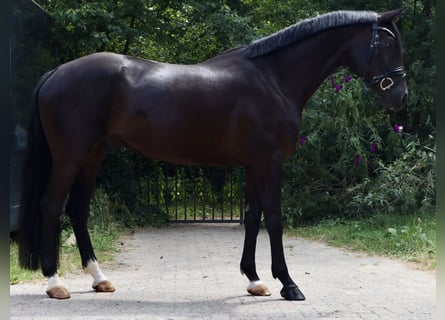 KWPN, Wallach, 4 Jahre, 165 cm, Rappe