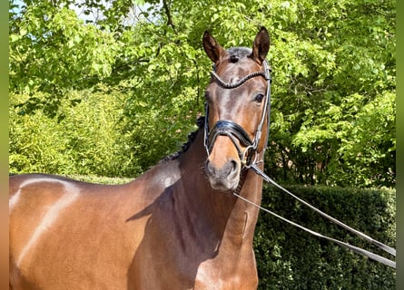 KWPN, Wallach, 4 Jahre, 166 cm, Brauner