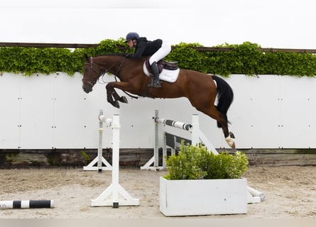 KWPN, Wallach, 4 Jahre, 166 cm, Brauner