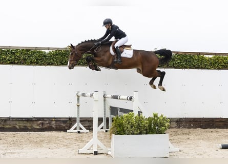 KWPN, Wallach, 4 Jahre, 166 cm, Dunkelbrauner