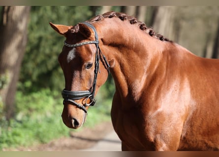 KWPN, Wallach, 4 Jahre, 166 cm, Fuchs