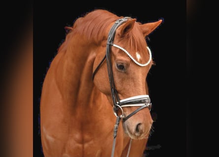 KWPN, Wallach, 4 Jahre, 166 cm, Fuchs