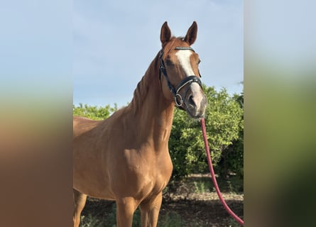 KWPN Mix, Wallach, 4 Jahre, 166 cm, Fuchs