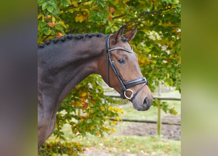 KWPN, Wallach, 4 Jahre, 167 cm, Brauner KWPN, Wallach, 4 Jahre, 167 cm, Brauner