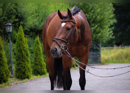 KWPN, Wallach, 4 Jahre, 167 cm, Brauner