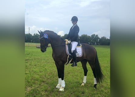 KWPN, Wallach, 4 Jahre, 167 cm, Dunkelbrauner