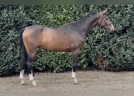 KWPN, Wallach, 4 Jahre, 167 cm, Dunkelbrauner