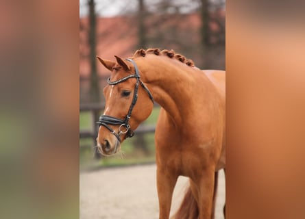 KWPN, Wallach, 4 Jahre, 167 cm, Fuchs