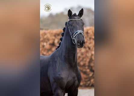 KWPN, Wallach, 4 Jahre, 167 cm, Rappe