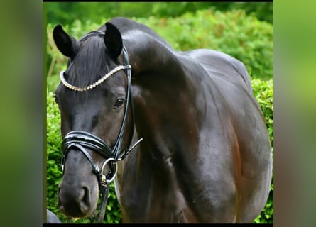 KWPN, Wallach, 4 Jahre, 167 cm, Rappe