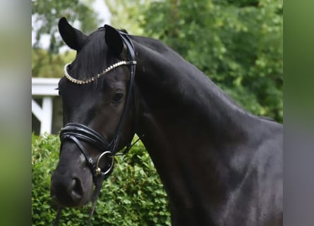 KWPN, Wallach, 4 Jahre, 167 cm, Rappe