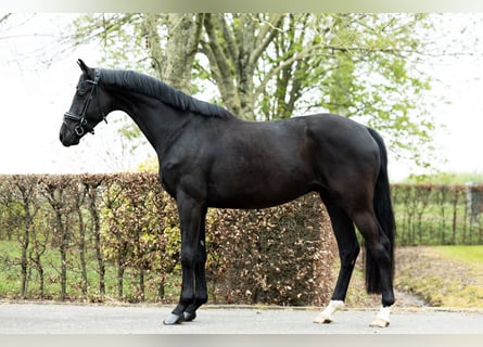 KWPN, Wallach, 4 Jahre, 167 cm, Rappe