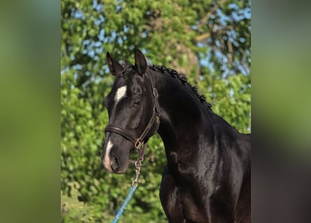 KWPN, Wallach, 4 Jahre, 167 cm, Rappe