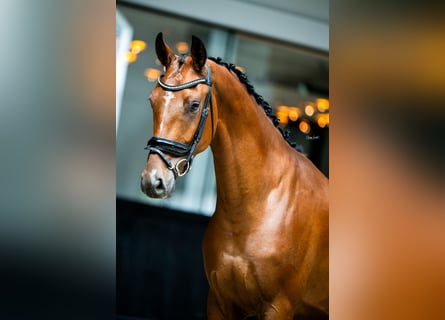 KWPN, Wallach, 4 Jahre, 167 cm, Rotbrauner