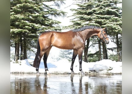 KWPN, Wallach, 4 Jahre, 167 cm, Rotbrauner