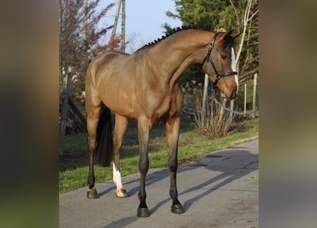 KWPN, Wallach, 4 Jahre, 168 cm, Brauner