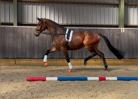KWPN, Wallach, 4 Jahre, 168 cm, Dunkelbrauner