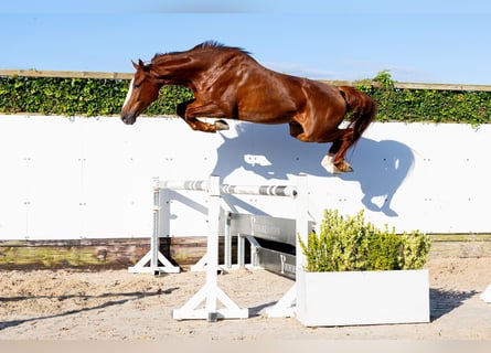 KWPN, Wallach, 4 Jahre, 168 cm, Fuchs