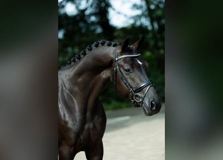 KWPN, Wallach, 4 Jahre, 168 cm, Rappe