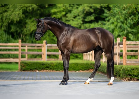 KWPN, Wallach, 4 Jahre, 168 cm, Rappe