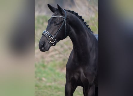 KWPN, Wallach, 4 Jahre, 168 cm, Rappe