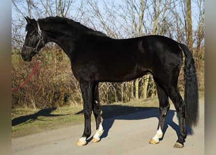 KWPN, Wallach, 4 Jahre, 168 cm, Rappe