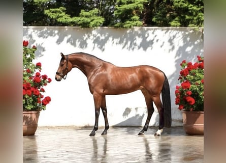 KWPN, Wallach, 4 Jahre, 168 cm, Rotbrauner