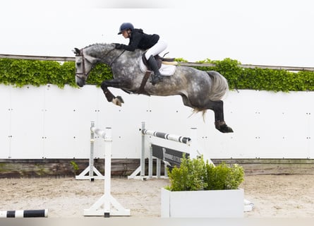 KWPN, Wallach, 4 Jahre, 168 cm, Schimmel