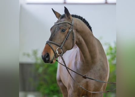 KWPN, Wallach, 4 Jahre, 169 cm, Brauner