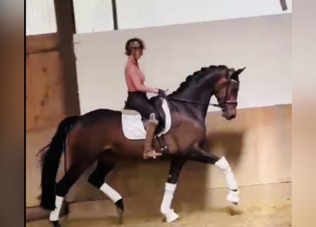 KWPN, Wallach, 4 Jahre, 169 cm, Dunkelbrauner