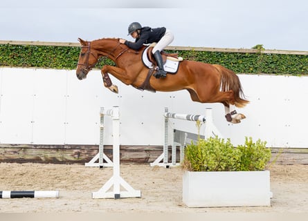 KWPN, Wallach, 4 Jahre, 169 cm, Dunkelfuchs