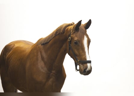 KWPN, Wallach, 4 Jahre, 169 cm, Fuchs