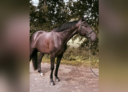 KWPN, Wallach, 4 Jahre, 169 cm, Rappe
