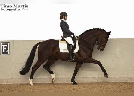 KWPN, Wallach, 4 Jahre, 169 cm, Rappe