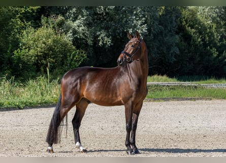 KWPN, Wallach, 4 Jahre, 170 cm, Brauner