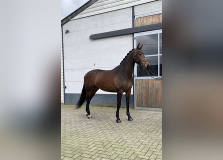 KWPN, Wallach, 4 Jahre, 170 cm, Brauner