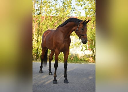KWPN, Wallach, 4 Jahre, 170 cm, Brauner