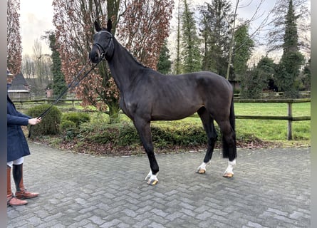 KWPN, Wallach, 4 Jahre, 170 cm, Dunkelbrauner