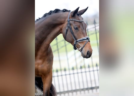 KWPN, Wallach, 4 Jahre, 170 cm, Dunkelbrauner