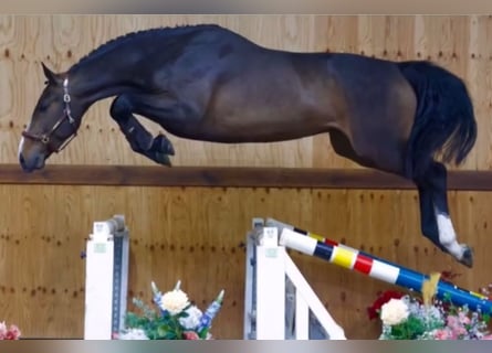 KWPN, Wallach, 4 Jahre, 170 cm, Dunkelbrauner