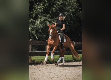 KWPN, Wallach, 4 Jahre, 170 cm, Fuchs