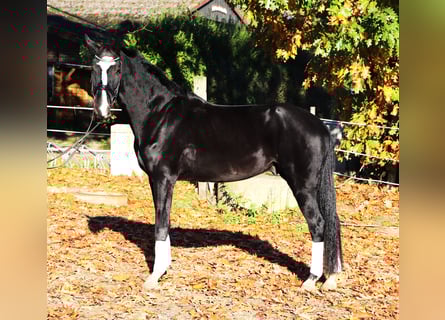 KWPN, Wallach, 4 Jahre, 170 cm, Rappe