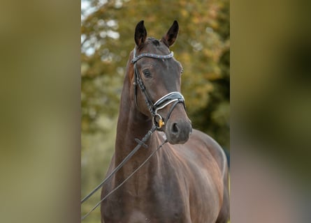 KWPN, Wallach, 4 Jahre, 170 cm, Schwarzbrauner