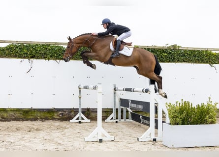 KWPN, Wallach, 4 Jahre, 170 cm