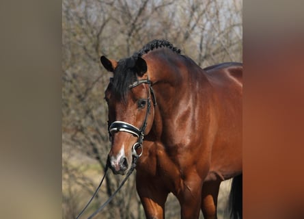 KWPN, Wallach, 4 Jahre, 171 cm, Brauner