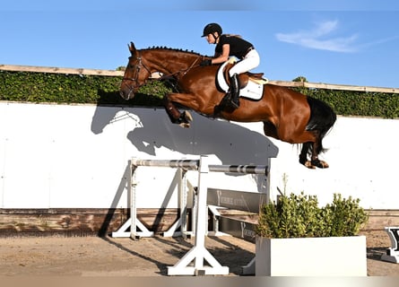 KWPN, Wallach, 4 Jahre, 171 cm, Brauner
