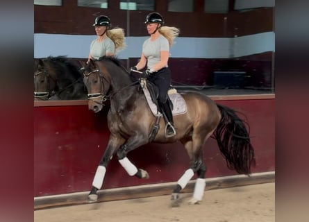 KWPN, Wallach, 4 Jahre, 171 cm, Dunkelbrauner
